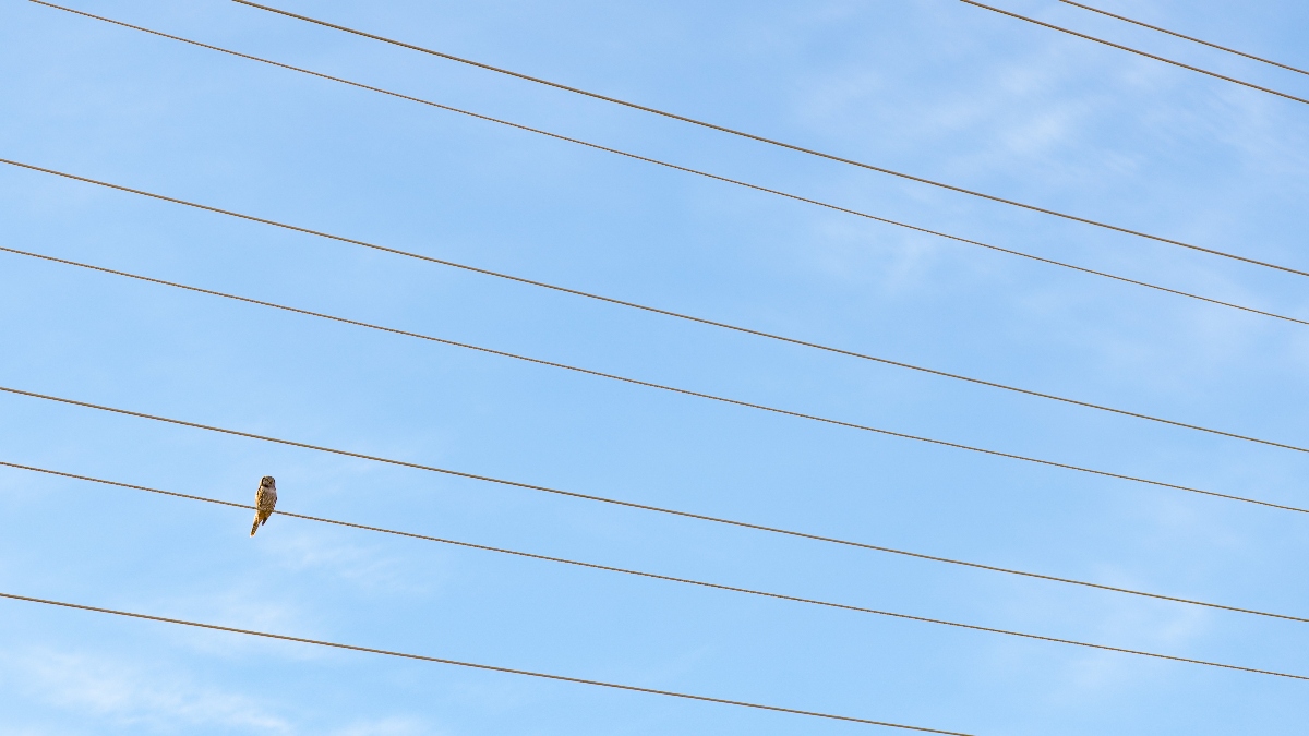 Las eléctricas llevarán a los tribunales la tasa de la CNMC pese al criterio del Consejo de Estado