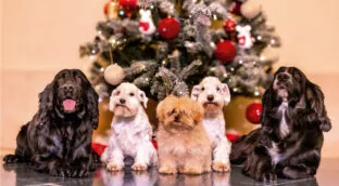 Los perros de los Eméritos protagonizan su ‘christmas’: Juan Carlos los nombró en su libro
