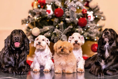 Los perros de los Eméritos protagonizan su ‘christmas’: Juan Carlos los nombró en su libro