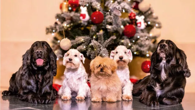 Los perros de los Eméritos protagonizan su ‘christmas’: Juan Carlos los nombró en su libro