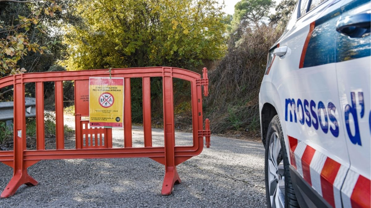 Los análisis de la Generalitat descartan que el virus de la peste porcina saliera del laboratorio
