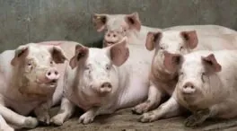 Cataluña declara la emergencia por la peste porcina africana