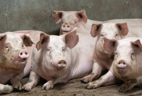 Cataluña declara la emergencia por la peste porcina africana