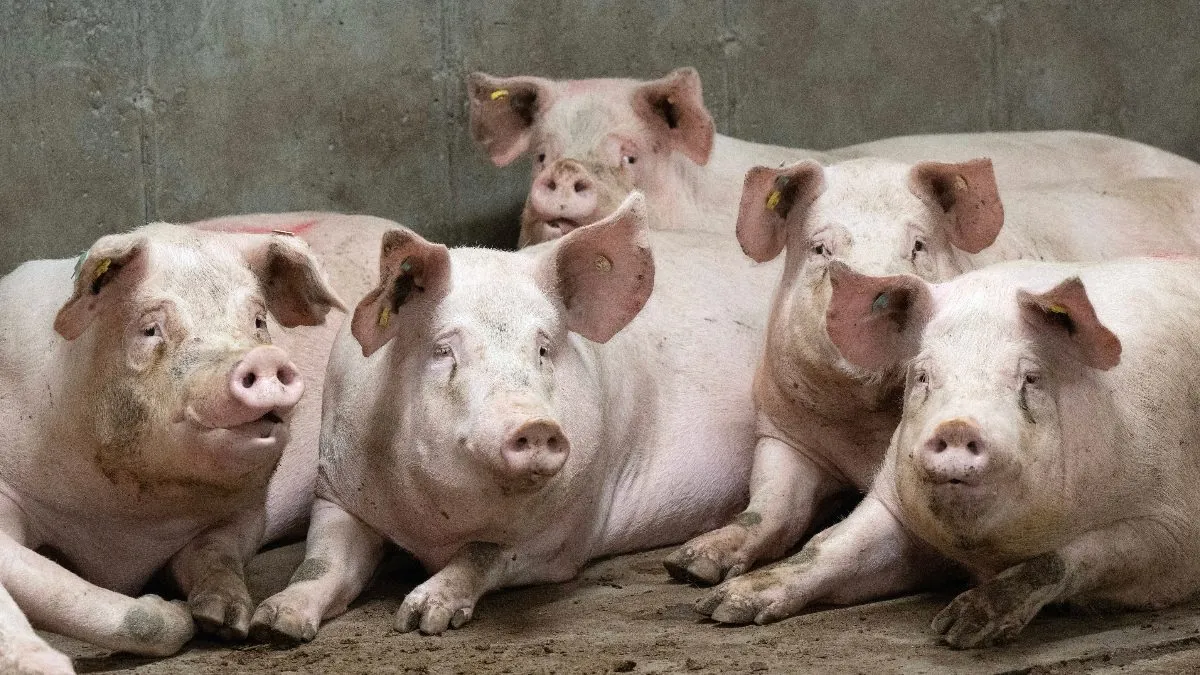 Cataluña declara la emergencia por la peste porcina africana