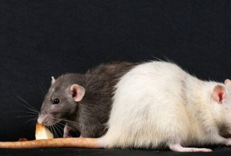 Los genes de los compañeros de piso influyen en el microbioma intestinal