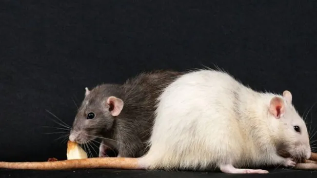 Los genes de los compañeros de piso influyen en el microbioma intestinal