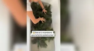 El truco para limpiar el árbol antes de montarlo este puente y que luzca perfecto