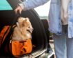 Estos son los riesgos de viajar con tu perro o gato estas Navidades, según una veterinaria