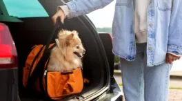 Estos son los riesgos de viajar con tu perro o gato estas Navidades, según una veterinaria