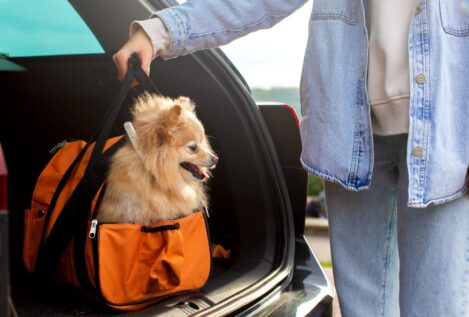 Estos son los riesgos de viajar con tu perro o gato estas Navidades, según una veterinaria