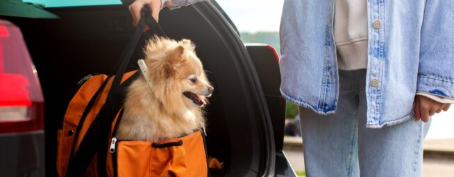 Estos son los riesgos de viajar con tu perro o gato estas Navidades, según una veterinaria