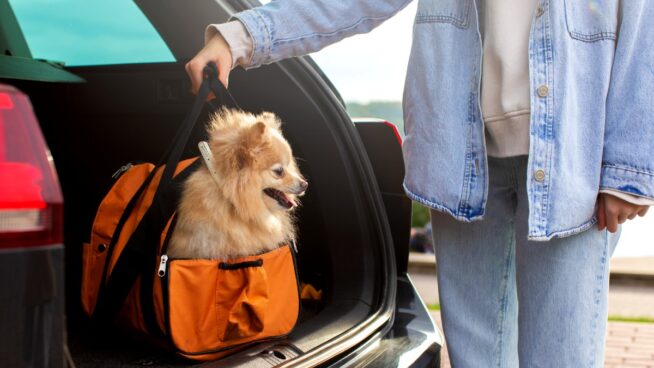 Estos son los riesgos de viajar con tu perro o gato estas Navidades, según una veterinaria