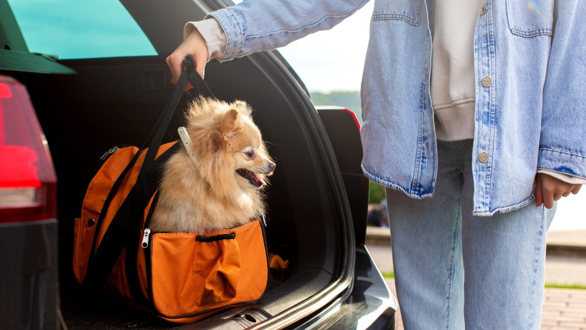 Estos son los riesgos de viajar con tu perro o gato estas Navidades, según una veterinaria