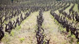 La Junta convoca ayudas para la formación de los sectores agrario, alimentario y forestal