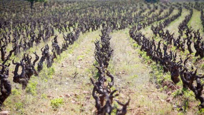 La Junta convoca ayudas para la formación de los sectores agrario, alimentario y forestal