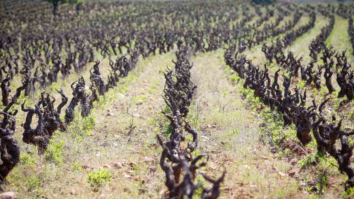 La Junta convoca ayudas para la formación de los sectores agrario, alimentario y forestal