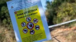 Se elevan a trece los jabalíes infectados por peste porcina africana