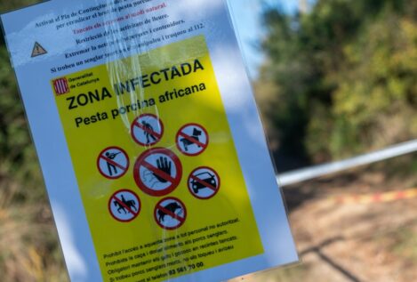 Se elevan a trece los jabalíes infectados por peste porcina africana