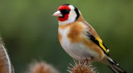 El jilguero europeo, elegido como Ave del Año 2026 de SEO/BirdLife