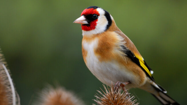 El jilguero europeo, elegido como Ave del Año 2026 de SEO/BirdLife