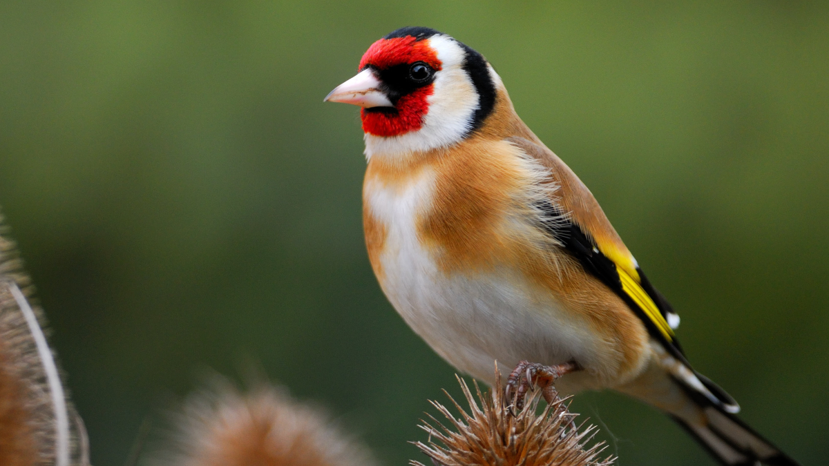 El jilguero europeo, elegido como Ave del Año 2026 de SEO/BirdLife