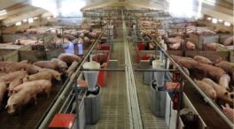 Preocupación en Cataluña por la excesiva concentración de cerdos