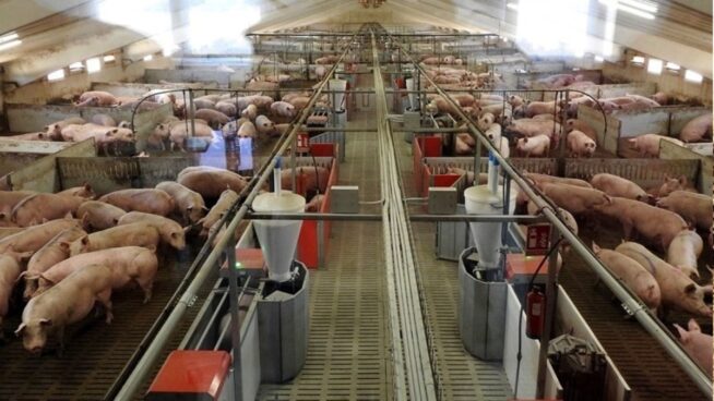 Preocupación en Cataluña por la excesiva concentración de cerdos