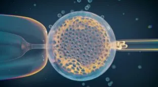 Identifican variantes genéticas maternas que influyen en la pérdida del embarazo