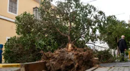Herida una mujer en Sevilla tras la caída de un árbol en la zona del Hospital Virgen del Rocío
