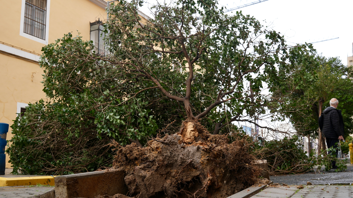 Herida una mujer en Sevilla tras la caída de un árbol en la zona del Hospital Virgen del Rocío