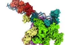 Hallan el mecanismo molecular que hace mortal al cólera