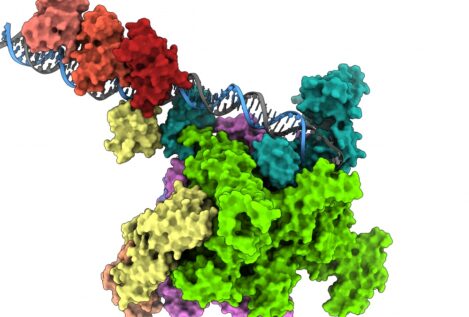 Hallan el mecanismo molecular que hace mortal al cólera