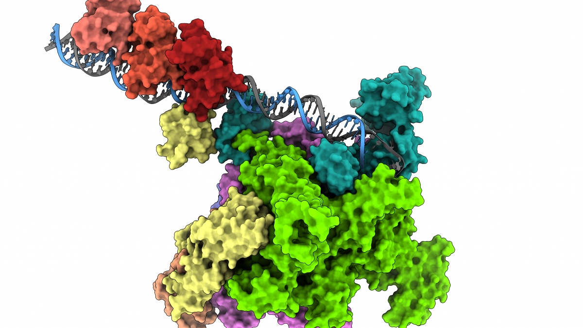 Hallan el mecanismo molecular que hace mortal al cólera