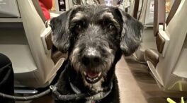 Localizan con vida a Boro, el perro desaparecido en el accidente de Adamuz