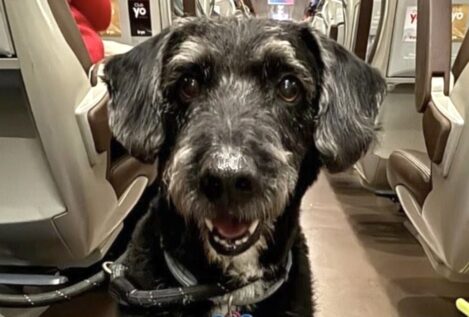 Localizan con vida a Boro, el perro desaparecido en el accidente de Adamuz