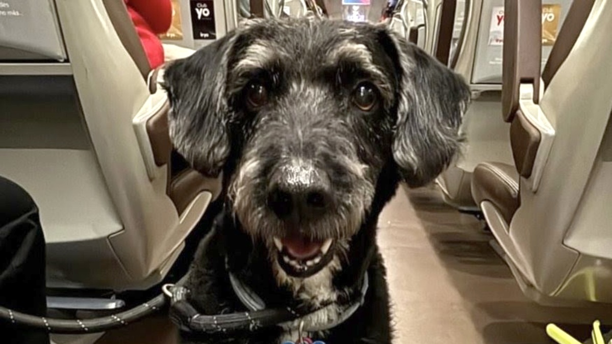 Localizan con vida a Boro, el perro desaparecido en el accidente de Adamuz