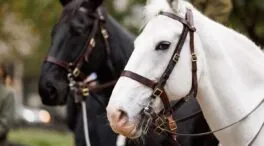 Muere un hombre de 59 años por la coz de un caballo en Almanza (León)