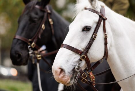 Muere un hombre de 59 años por la coz de un caballo en Almanza (León)