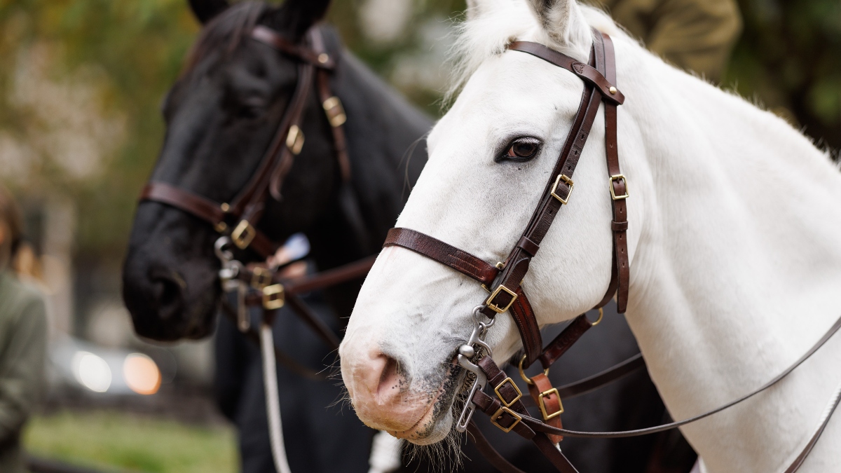 Muere un hombre de 59 años por la coz de un caballo en Almanza (León)