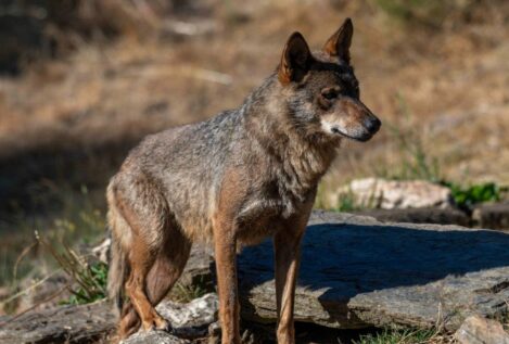 El Supremo valida cazar al lobo solo si es la única solución para evitar daños al ganado