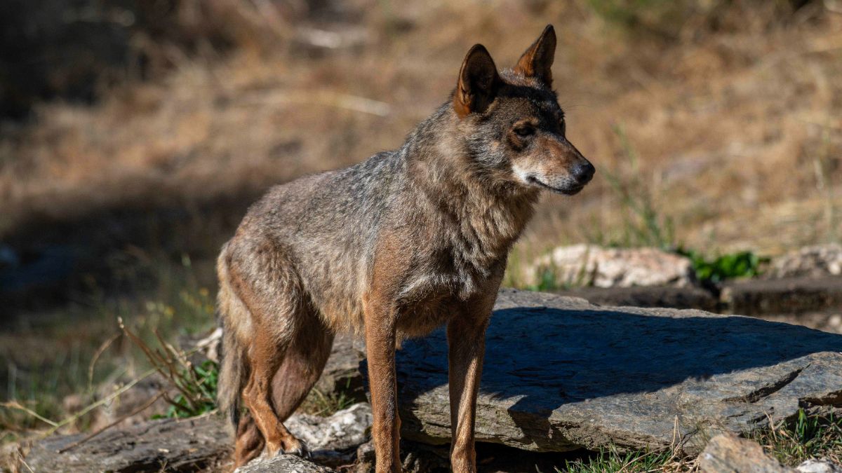 Siete comunidades denunciarán al Gobierno en Europa por incumplimientos con el lobo