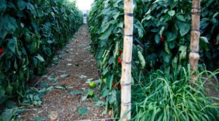 Una asociación de Huelva recauda fondos para repatriar a un temporero de Mali