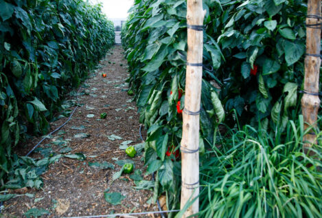 Una asociación de Huelva recauda fondos para repatriar a un temporero de Mali