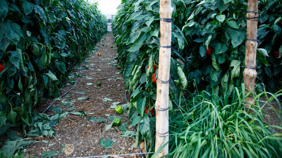 Una asociación de Huelva recauda fondos para repatriar a un temporero de Mali