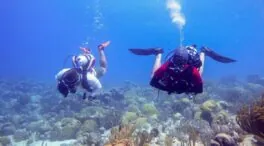 Los corales duermen como nosotros, pero su simbiosis no descansa