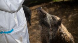 España eleva a 60 los casos de peste porcina tras 13 nuevos positivos en Cataluña
