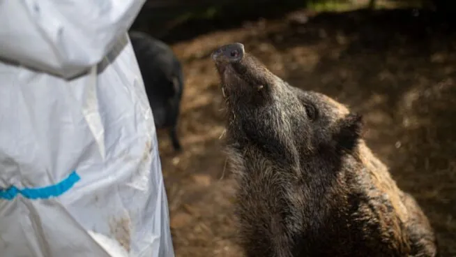 España eleva a 60 los casos de peste porcina tras 13 nuevos positivos en Cataluña
