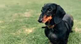 Pequeños pero fieros: los perros salchicha, entre las razas más agresivas