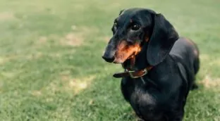 Pequeños pero fieros: los perros salchicha, entre las razas más agresivas