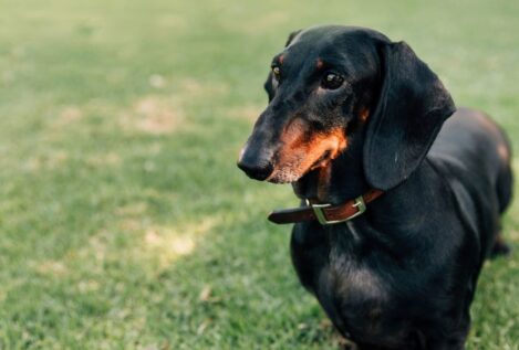 Pequeños pero fieros: los perros salchicha, entre las razas más agresivas